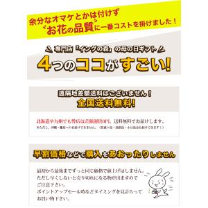 母の日 2026 ギフト 鉢植え 花 プレゼン...の詳細画像1