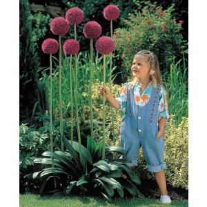 耐寒性シダ 日陰の庭に緑を 1株 選べるガーデンファーン : イングの森