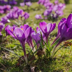 イングの森 花 苗 育て方 クロッカス ムスカリなどの名脇役 はこちら Yahoo ショッピング