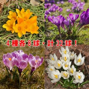 イングの森 花 苗 育て方 クロッカス ムスカリなどの名脇役 はこちら Yahoo ショッピング