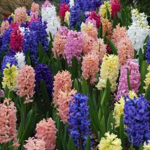 ヒヤシンス 球根 春咲き 秋植え 冬植え カラフル5色セット 寄植え 5色各1球の計5球パック イングリッシュガーデン Kyu Hyacin5 イングの森 花 苗 育て方 通販 Yahoo ショッピング