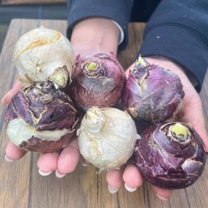 ヒヤシンス 水栽培用 大きいサイズ 1球単位で6色から選べる