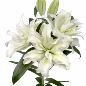 花の苗 オリエンタルユリ ソルボンヌ ユリ球根 1球 Cresca Com Br