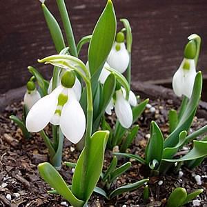 スノードロップ ガランサス エルウェッシー 15球パック 全国送料無料 他品同梱可 秋植え 冬植え 春咲き 球根 イングリッシュガーデン Kyu Snowdrops イングの森 花 苗 育て方 通販 Yahoo ショッピング