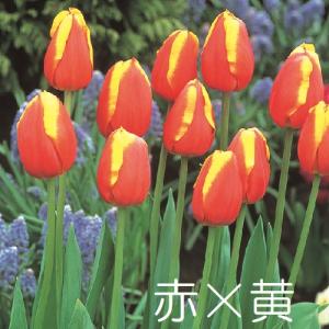 チューリップ 球根 選べる2色咲き3パターン ...の詳細画像1