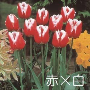 チューリップ 球根 選べる2色咲き3パターン ...の詳細画像2