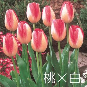 チューリップ 球根 選べる2色咲き3パターン ...の詳細画像3