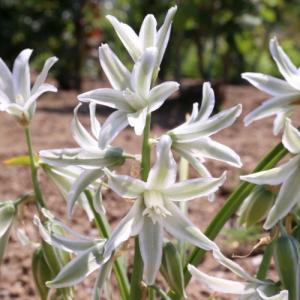 オーニソガラム球根の商品一覧 通販 Yahoo ショッピング