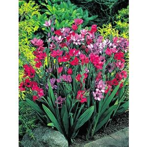 バビアナ 15球カラフルミックスパック 秋植え 冬植え