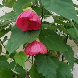 アブチロン 花 苗 鉢植え 木立性 ルーツポーチ 姫りんご ふせひめ レッド 3色から選べます 5号サイズ 環境に優しい N Abutilon 3c イングの森 花 苗 球根 育て方 通販 Yahoo ショッピング