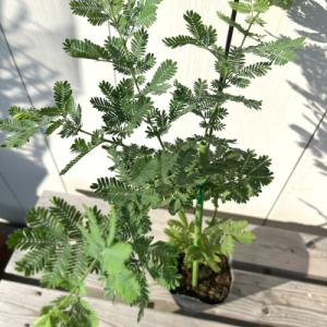 アカシアの木 矮性ミモザ テレサ 5号鉢苗 : 苗木部 花ひろばオンライン