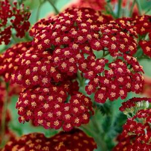 イングの森 花 苗 育て方 アキレア その１ ア コ Yahoo ショッピング