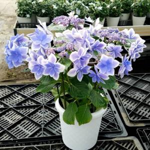 アジサイ コンペイトウの商品一覧 通販 Yahoo ショッピング