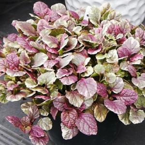イングの森 花 苗 育て方 アジュガ 十二単 グランドカバー向き Yahoo ショッピング