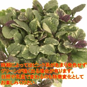 アジュガ 花 苗 初夏 バーガンディグロー 1...の詳細画像2