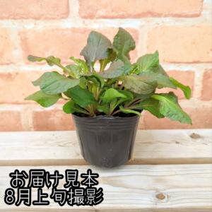 アジュガ ブラウンハーツ 3号(直径9cm)ポ...の詳細画像1