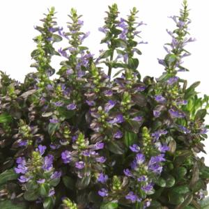 イングの森 花 苗 球根 育て方 アジュガ 十二単 グランドカバー向き Yahoo ショッピング
