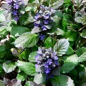 イングの森 花 苗 球根 育て方 アジュガ 十二単 グランドカバー向き Yahoo ショッピング