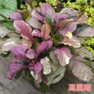 アジュガ 花 苗 初夏 ラテアート 1株 青系...の詳細画像2