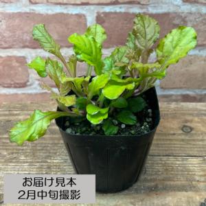 アジュガ ライムブルー 3号 (直径9cm) ...の詳細画像1