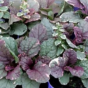 アジュガ アークティックフォックス 3号（直径9cm）ポット苗 1株