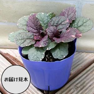 アジュガ シュガープラム 1株 花色:青系 宿...の詳細画像1