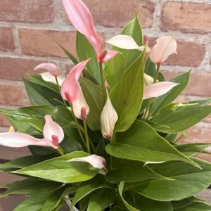 ギフト解体セール!! アンスリウム リリーピンク 5号鉢（直径15cm） 非耐寒性多年草 観葉植物 アンスリュウム リリィ ベニウチワ