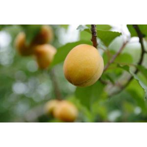 栗 果樹 苗木 大実 天津甘栗 1年生接木苗 4.5号 (直径13.5cm)ポット