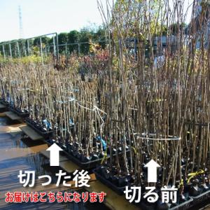 果樹苗 りんご 苗木 きたろう PVP (中生...の詳細画像1