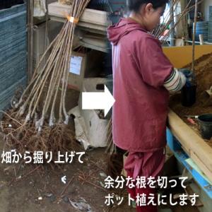 果樹苗 りんご 苗木 きたろう PVP (中生...の詳細画像2