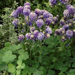 イングの森の商品一覧 通販 yahoo ショッピング