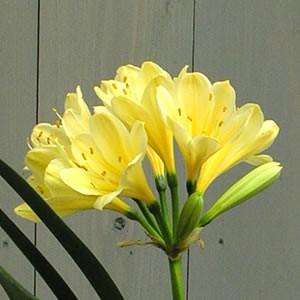キバナクンシラン 君子蘭 花 鉢植え ６号 黄色 多年草 観葉植物 リーフプランツ｜hanamankai