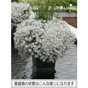 PW・栄養系 スーパーアリッサム (ロブラリア...の詳細画像3