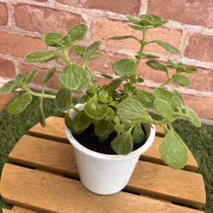ハーブ アロマティカス　4号プラ鉢 (直径12cm) 宿根草 香りのお花 薬草 虫よけ オイゲノール チモール 多肉質