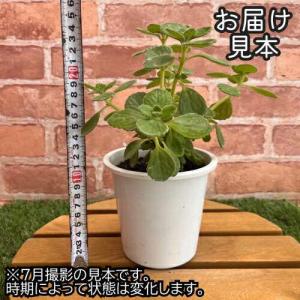 ハーブ アロマティカス 4号プラ鉢 (直径12...の詳細画像1