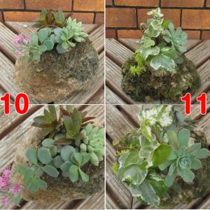 イングの森 花 苗 球根 育て方 ベンケイソウ マザーリーフ 子宝弁慶草 葉を楽しむ Yahoo ショッピング