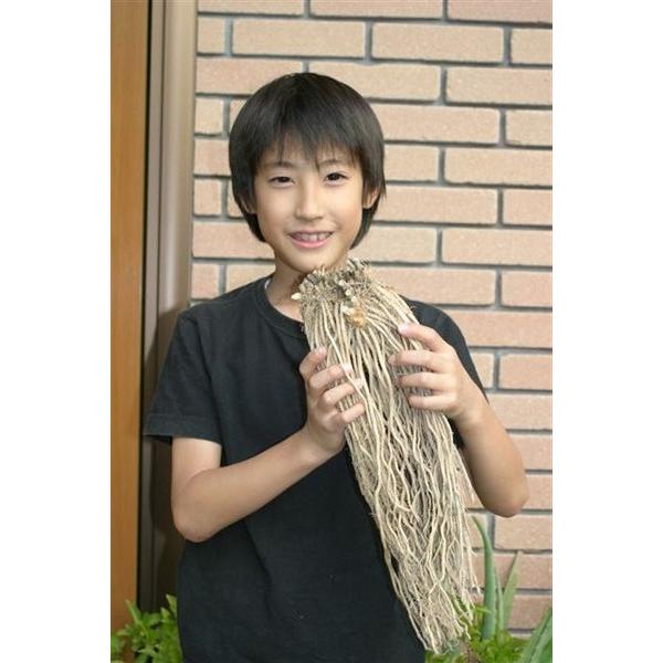 グリーンアスパラガス 野菜 苗 宿根びっくりアスパラ 品種：ウェルカム（新潟県産） 1株 新潟県産