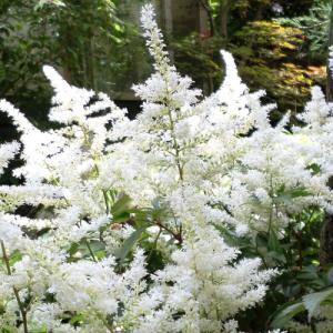 イングの森 花 苗 球根 育て方 アスチルベ その１ ア コ Yahoo ショッピング