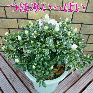 イングの森 花 苗 育て方 アザレア 鉢植え向きの花木 その１ Yahoo ショッピング