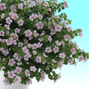 イングの森 花 苗 育て方 バコパ ステラ その３ ハ ワ Yahoo ショッピング