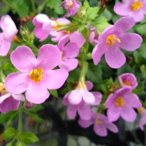 イングの森 花 苗 育て方 バコパ ステラ その３ ハ ワ Yahoo ショッピング