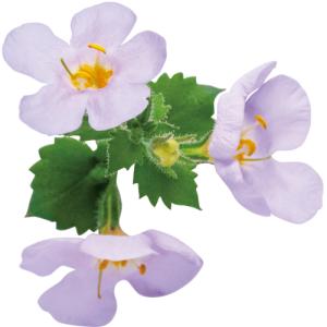 イングの森 花 苗 球根 育て方 バコパ ステラ その３ ハ ワ Yahoo ショッピング