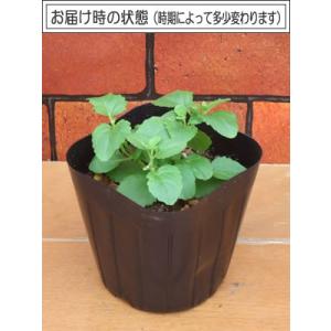 バコパ 花 苗 寄せ植え ハンギング 八重咲き...の詳細画像2