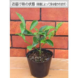 ニオイバンマツリ 花 苗 蕃茉莉 1株 9cm...の詳細画像1