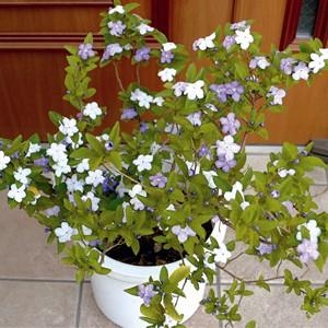 ニオイバンマツリ 花 苗 蕃茉莉 1株 9cm...の詳細画像2
