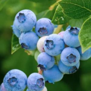 苗 果樹種類 ブルーベリー 花 ガーデニング 通販 Yahoo ショッピング