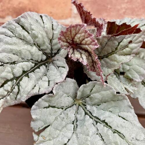 レックスベゴニア ライバル 3.5号 (直径10.5cm) ポット苗 1個 半耐寒性多年草 カラーリ...