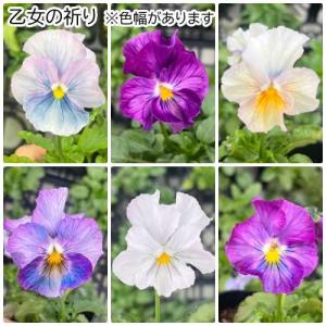 ビオラ 花ろまんシリーズ 6種類 15ポットセ...の詳細画像1
