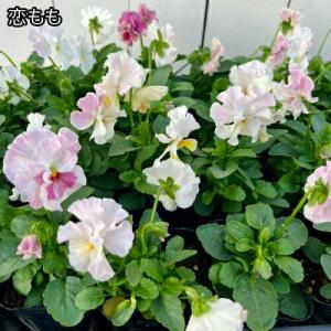 ビオラ 花ろまんシリーズ 6種類 15ポットセ...の詳細画像2