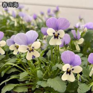 ビオラ 花ろまんシリーズ 6種類 15ポットセ...の詳細画像3